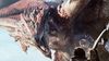 Monster Hunter: World se prodalo už 13 milionů kopií, Capcom to oslavuje ingame bonusy