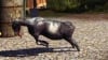Goat Simulator vyjde příští měsíc pro PS4 a PS3