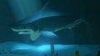 Nové gameplay video ze hry Abzu