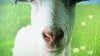 Goat Simulator vyjde na Xbox One a Xbox 360 koncem dubna