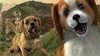 PlayStation Vita Pets