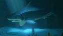 Nové gameplay video ze hry Abzu