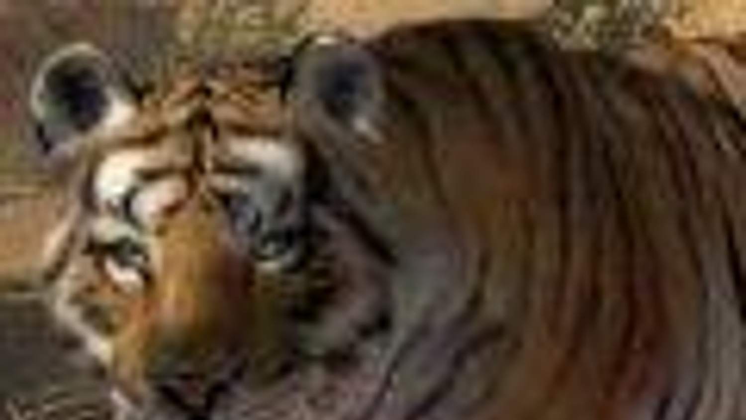 Tygr sumaterský má naději díky Microsoftu a hráčům Zoo Tycoonu