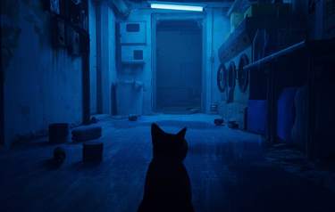 Stray