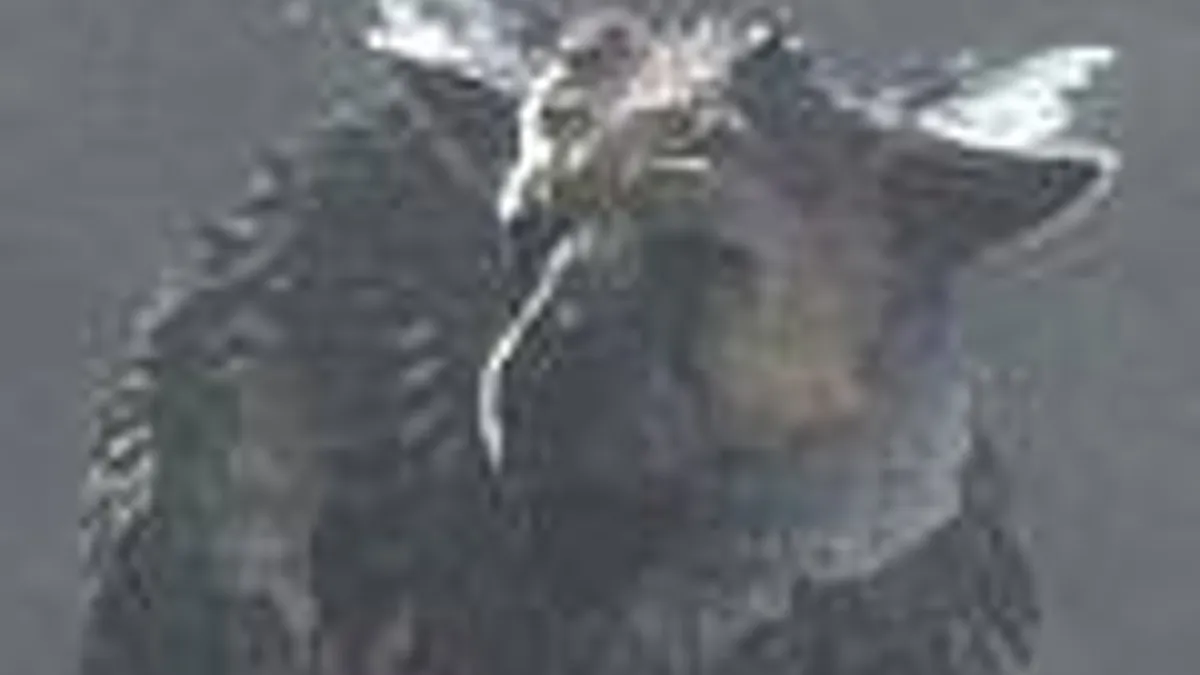 Hlavní obrázek článku: The Last Guardian se na E3 pravděpodobně neukáže