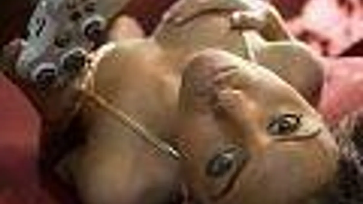 Hlavní obrázek článku: Pařanek je více, než kdykoli předtím