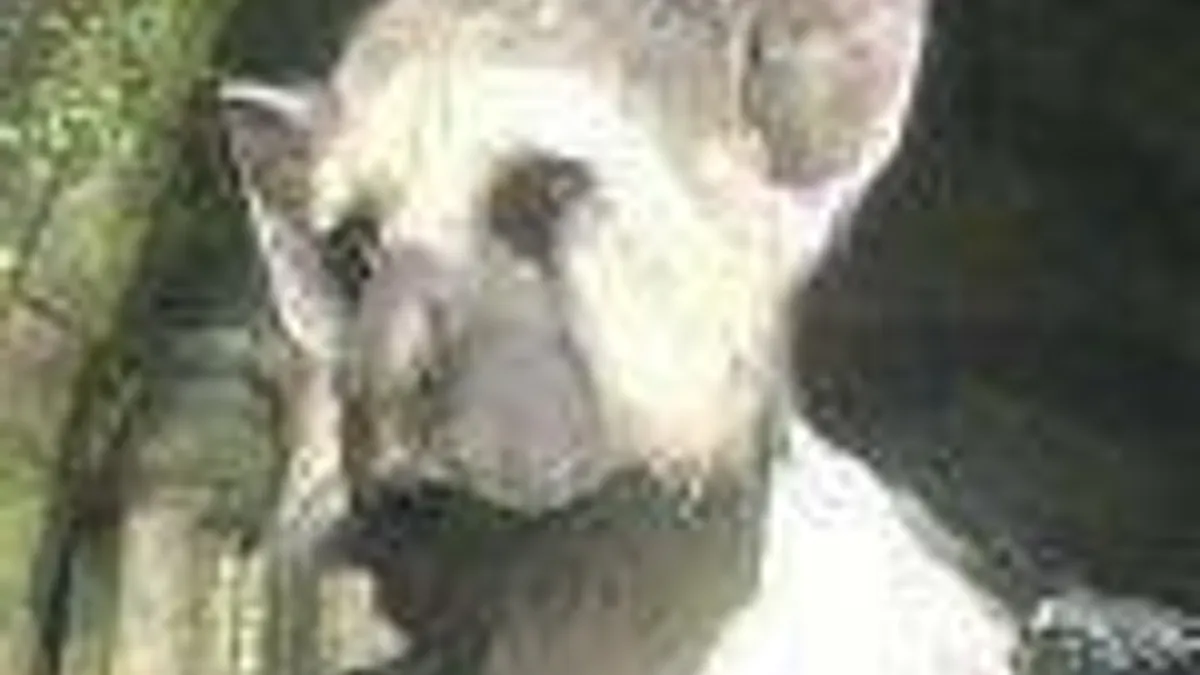 Hlavní obrázek článku: Registrovaná značka "The Last Guardian" byla uvolněna