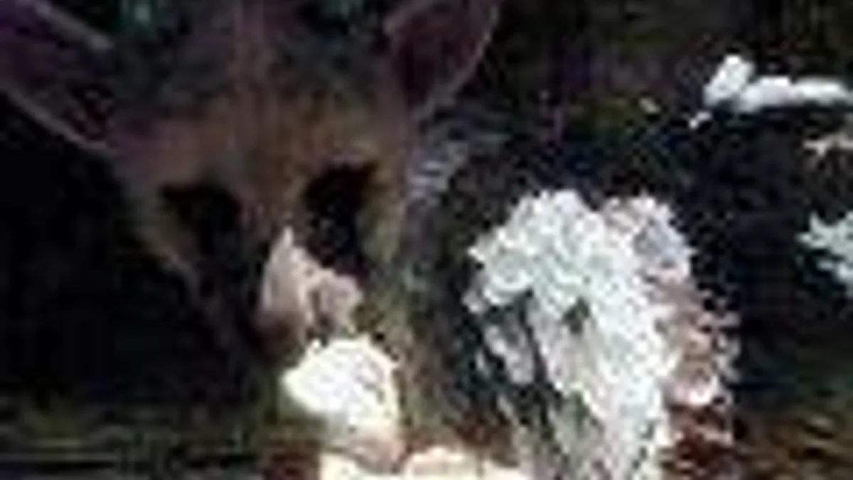 Hlavní obrázek článku: Sony: The Last Guardian je stále ve vývoji, těší nás zájem hráčů