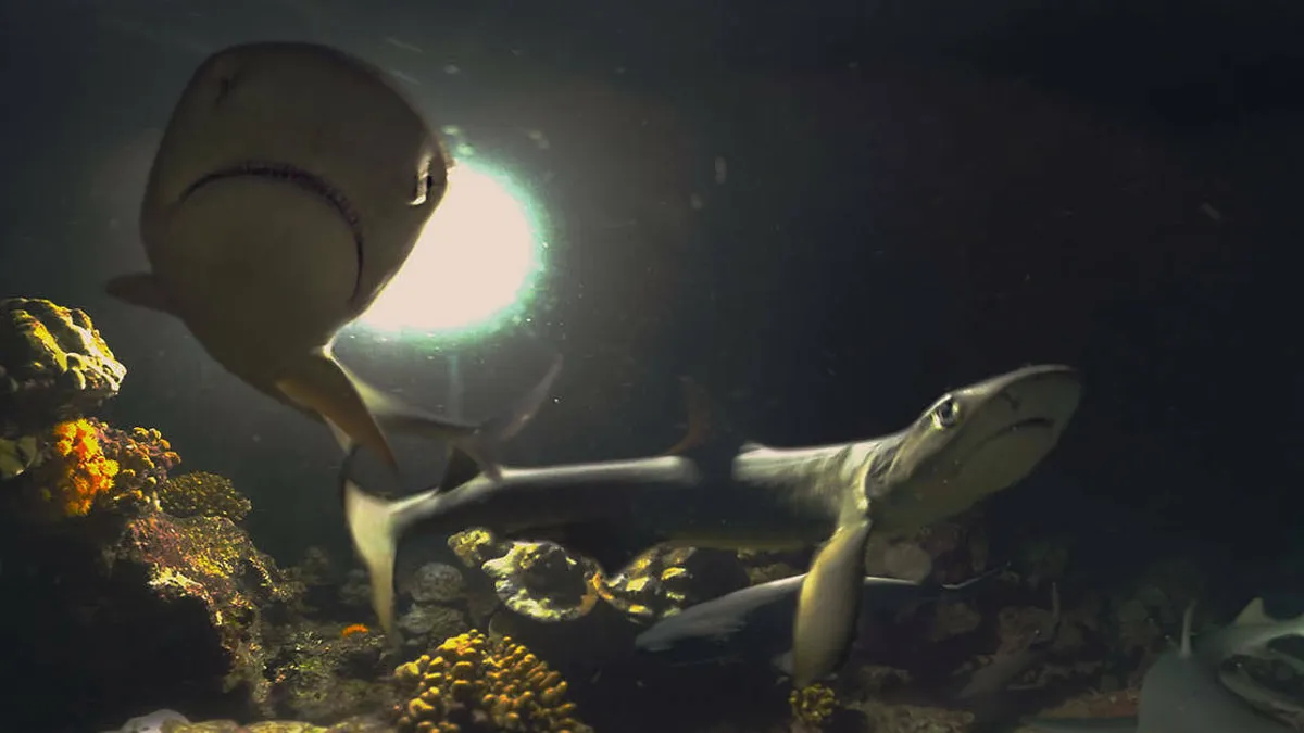 Hlavní obrázek článku: Prozkoumejte s PSVR oceán s Cocos: Shark Island a First Life