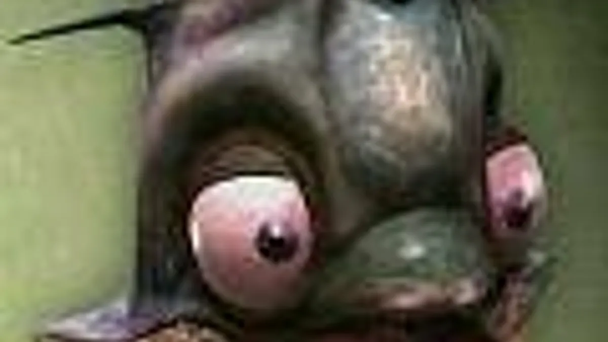 Hlavní obrázek článku: Oddworld: Munch’s Oddysee HD pro Playstation 3 a PS Vita