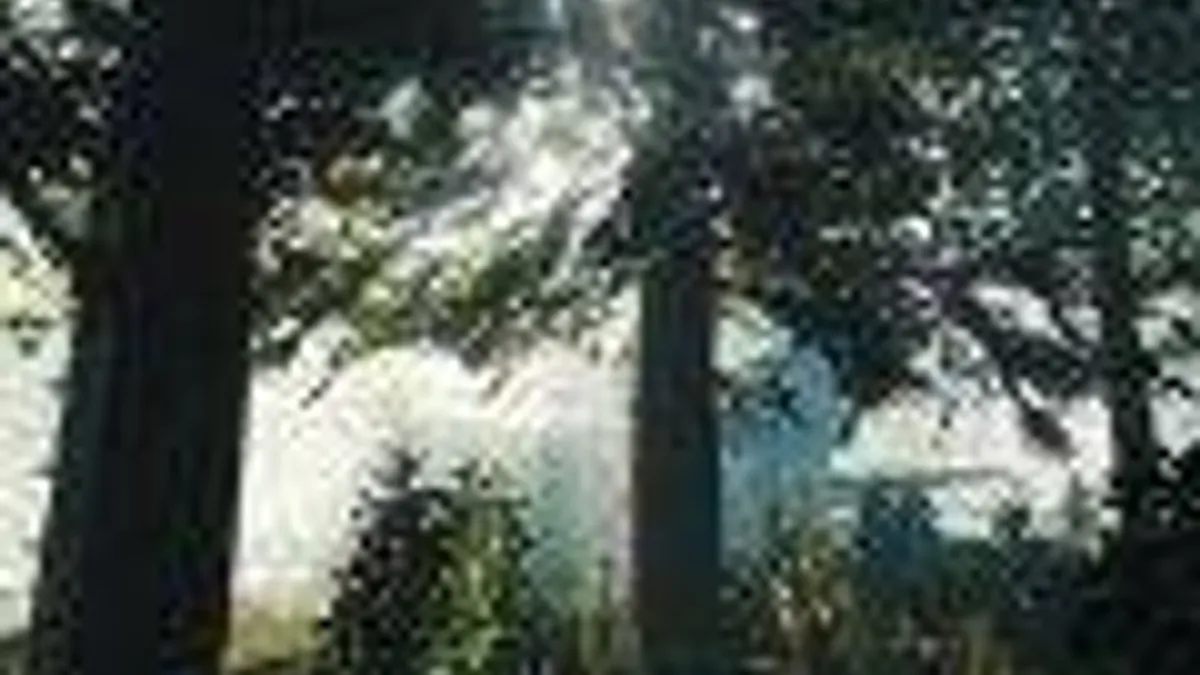 Hlavní obrázek článku: Oznámena hra The Forest pro PlayStation 4