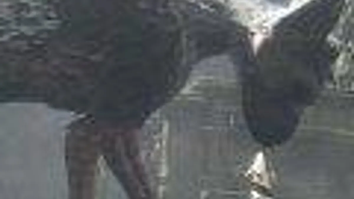 Hlavní obrázek článku: Yoshida: Čekáme na správný čas s oznámením ohledně The Last Guardian