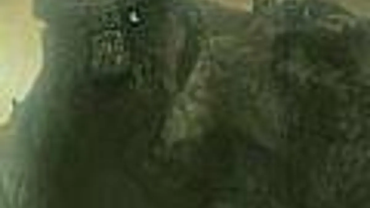 Hlavní obrázek článku: Ico a Shadow of the Colossus HD má v Evropě datum