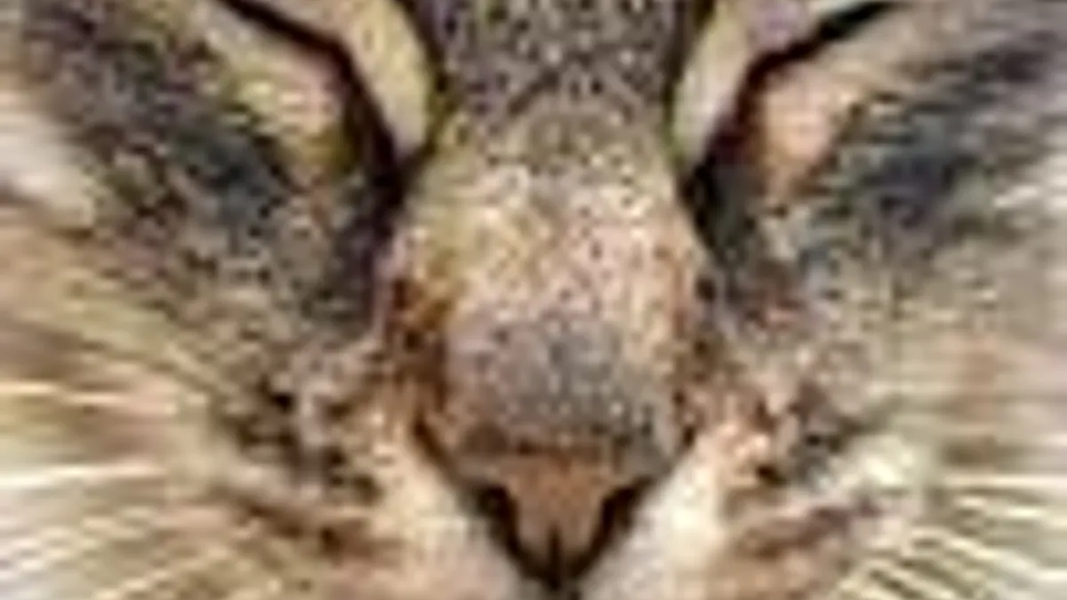 Hlavní obrázek článku: Za kočku zákaz her