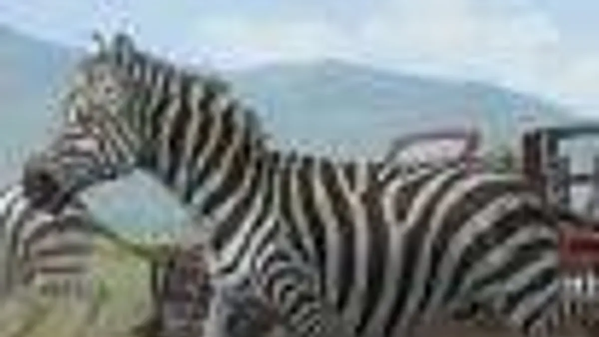 Hlavní obrázek článku: Anglická Afrika na PSN