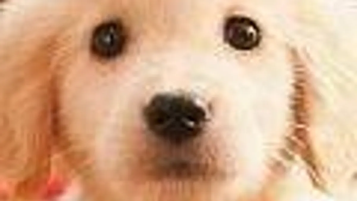 Hlavní obrázek článku: Nintendogs + Cats