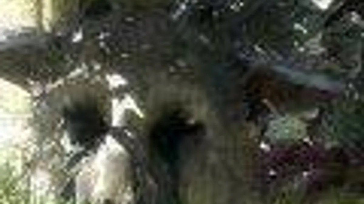 Hlavní obrázek článku: Sony na GamesComu oznámí PS4 hru od japonského studia