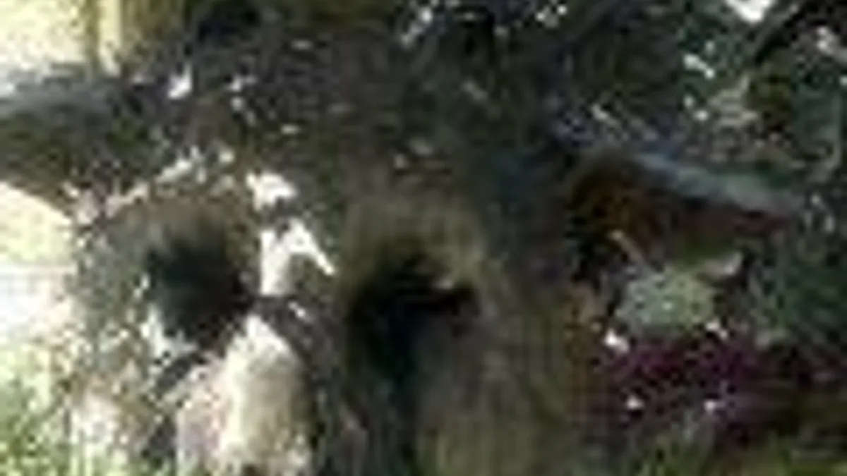 Hlavní obrázek článku: Sony Japan Studio vyráží na PlayStation Experience, objeví se The Last Guardian?