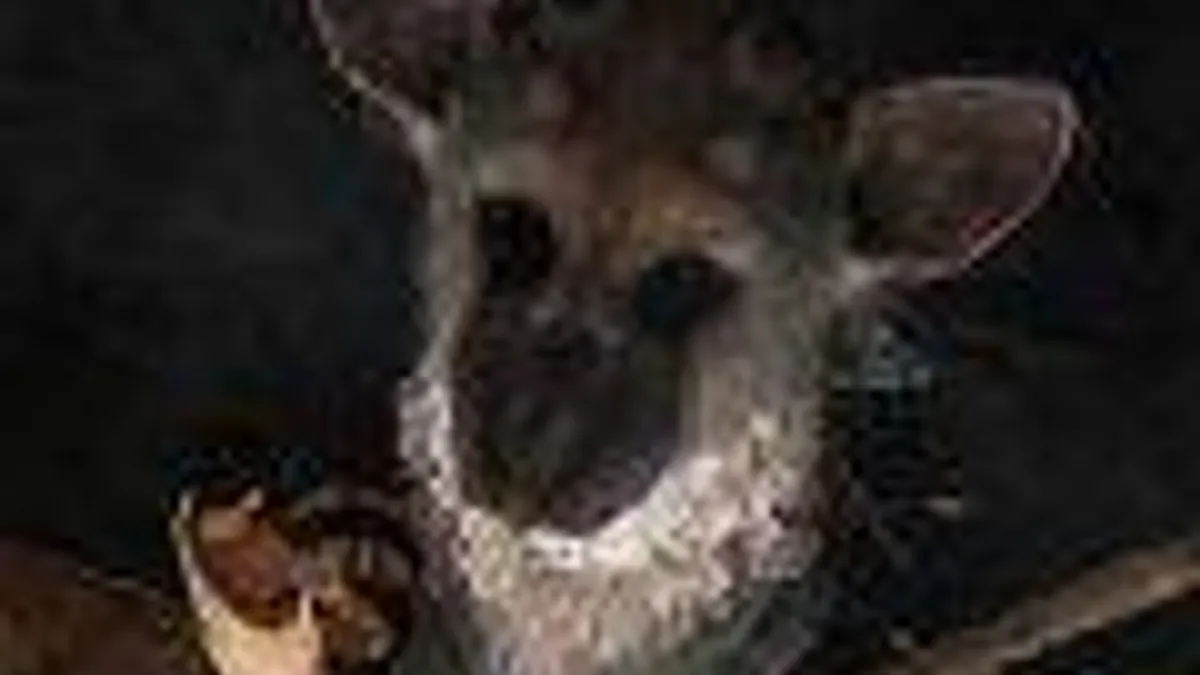 Hlavní obrázek článku: The Last Guardian je stále ve vývoji, tvrdí Ueda