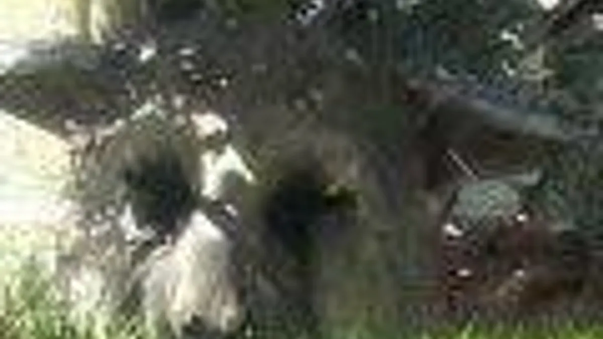 Hlavní obrázek článku: The Last Guardian ani na TGS nebude