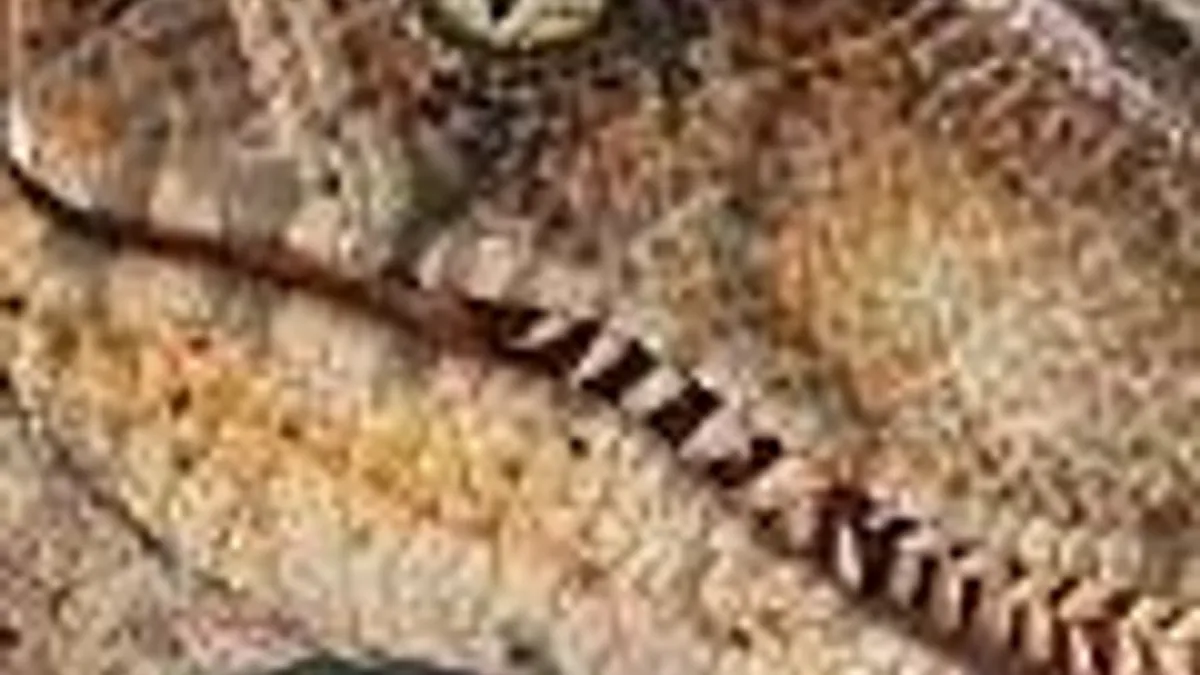 Hlavní obrázek článku: Velociraptor v traileru na Jurassic Park: The Game