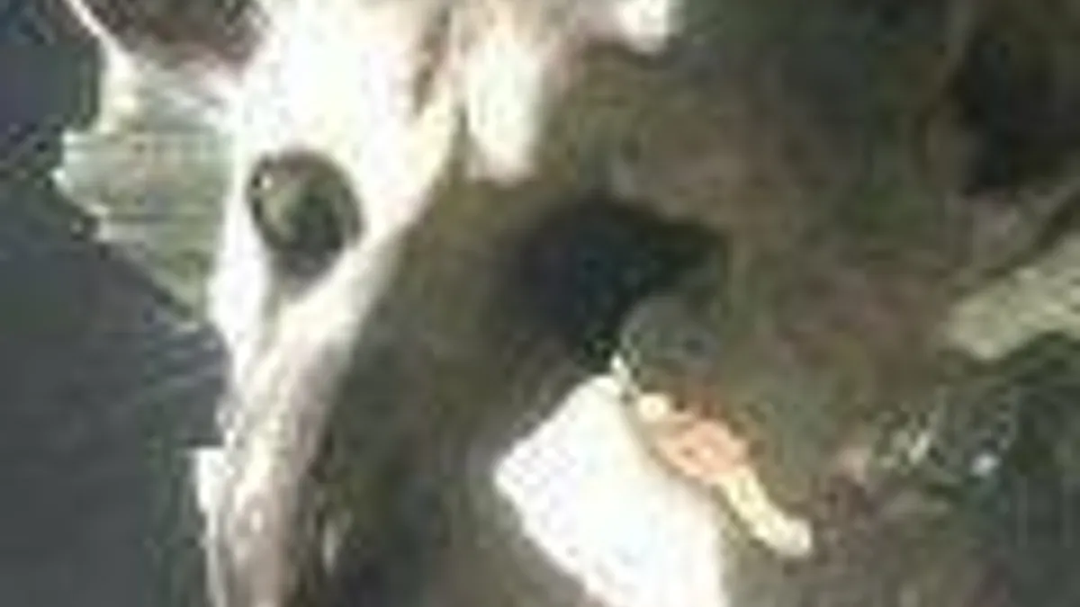 Hlavní obrázek článku: The Last Guardian je stále ve vývoji, ale není prioritou