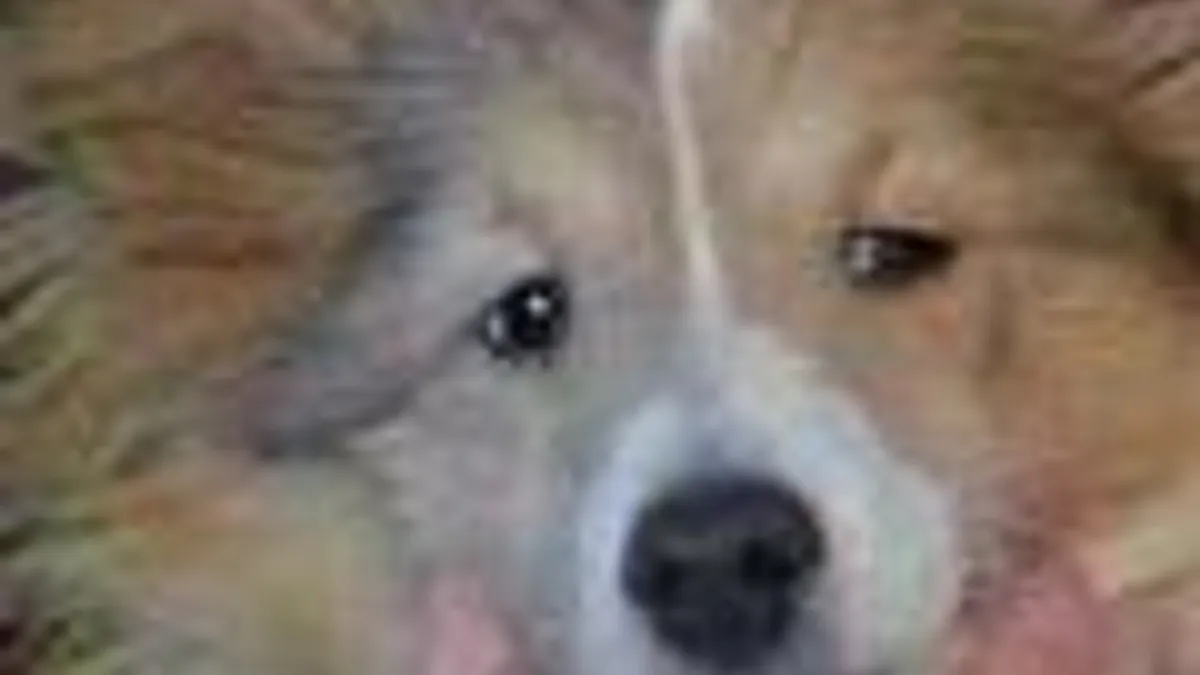 Hlavní obrázek článku: Wii málem zabilo psa