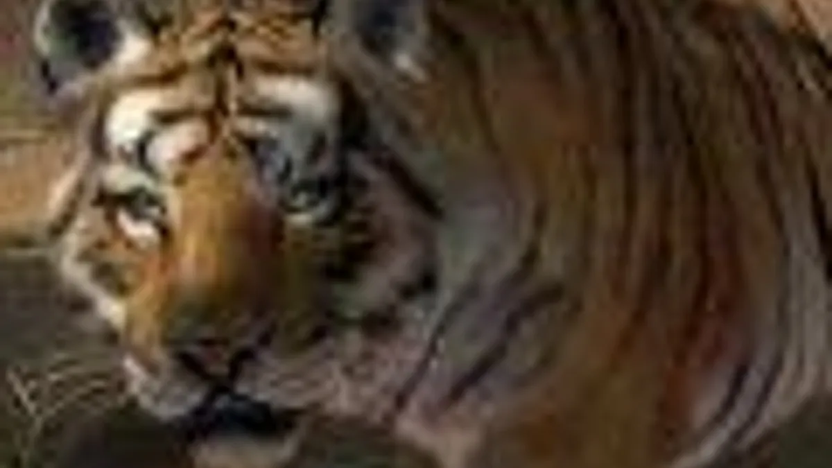 Hlavní obrázek článku: Tygr sumaterský má naději díky Microsoftu a hráčům Zoo Tycoonu