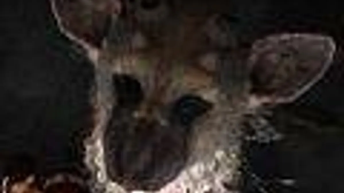 Hlavní obrázek článku: Spekulace: Fumito Ueda odešel ze Sony