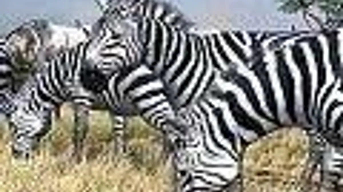 Hlavní obrázek článku: Afrika: dynamické pozadí