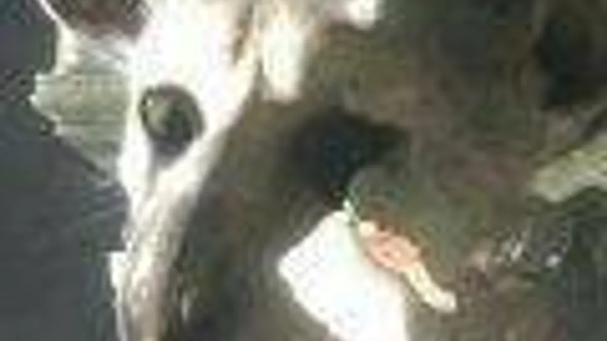 Hlavní obrázek článku: SCE Japan: The Last Guardian je stále ve vývoji, tvůrce Gravity Rush pracuje na nové hře