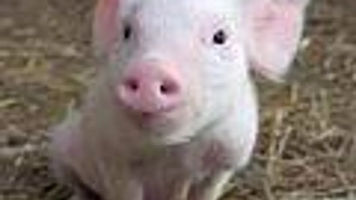 Hlavní obrázek článku: Kvůli prasečí chřipce bez Dead Rising 2