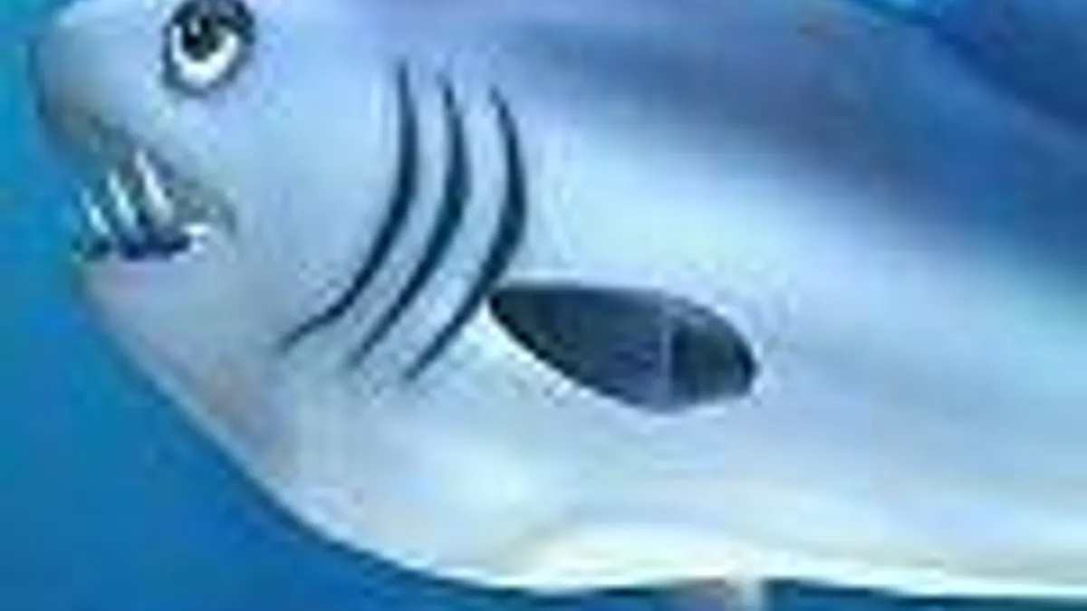 Hlavní obrázek článku: Feeding Frenzy 2: Shipwreck Showdown