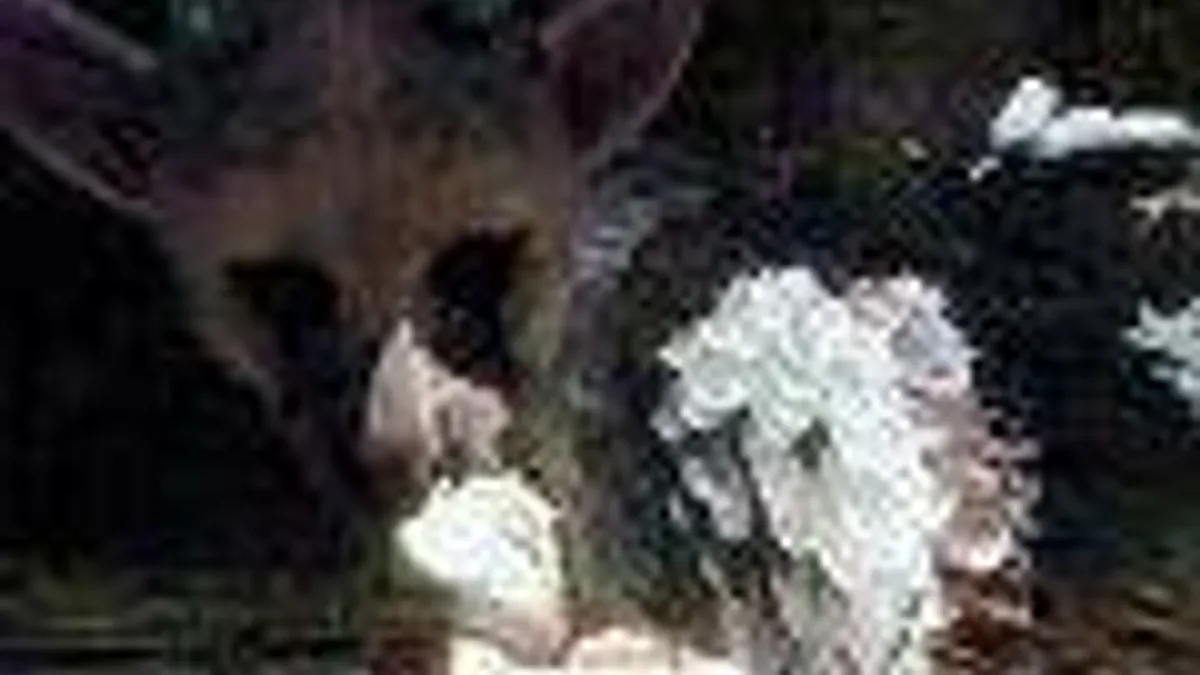 Hlavní obrázek článku: Sony: The Last Guardian není zrušen, spekulace je k smíchu