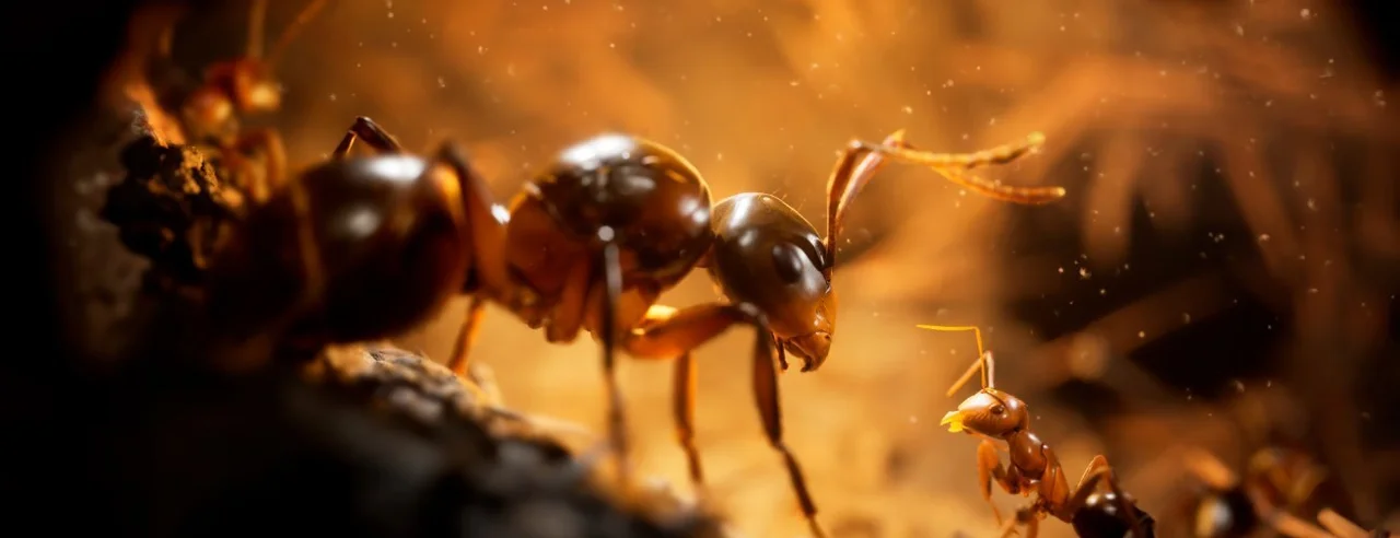 Empire of the Ants
