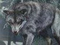 Vlk do Call of Duty: Ghosts je venku + trailer