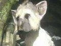 Registrovaná značka "The Last Guardian" byla uvolněna