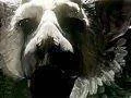 Hry ICO/Shadow of the Colossus Collection a The Last Guardian odloženy