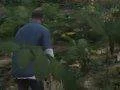 Srovnávací video trávy v Grand Theft Auto V