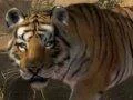 Tygr sumaterský má naději díky Microsoftu a hráčům Zoo Tycoonu