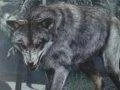 V Call of Duty: Ghosts budete moci zřejmě používat vlka