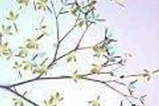 Eufloria míří na PSN