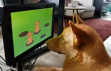 Představena herní konzole pro psy