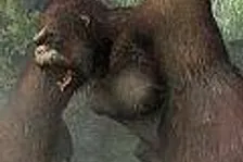 King Kong: Official Game of the Movie 