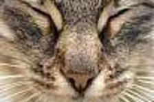 Za kočku zákaz her