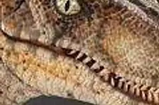 Velociraptor v traileru na Jurassic Park: The Game