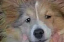 Wii málem zabilo psa