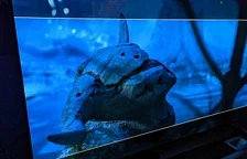 Láká studio Housemarque na rozšíření pro Returnal?