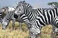 Afrika: dynamické pozadí