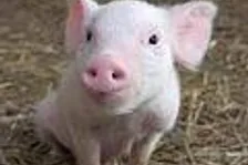 Kvůli prasečí chřipce bez Dead Rising 2